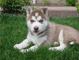 Huskies siberianos para adopción
