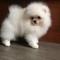 Impresionante cachorros pomeranian agradable disponible