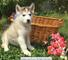 Impresionantes perritos del Malamute de Alaska - Foto 1