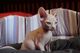 Pedigree Sphynx - 3 meses - Foto 1