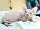 Pedigree sphynx - 3 meses