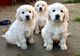 Perritos golden retriever