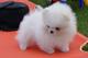 Pomerania toy mini