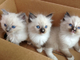 Preciosa camada de gatos siameses - Foto 1