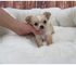 Preciosos Chihuahuas pequeñitos - Foto 1