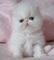 Regalo 2 adorable gatitos persa