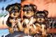 Regalo 2 camada cachorros yorkshire terrier