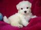 Regalo 2b Bichon maltes - Foto 1