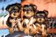 Regalo 2preciosos cachorros de yorkshire terrier mini