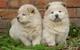 Regalo adorables chow chow cachorros - Foto 1