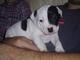 Regalo bonito bull terrier cachorros