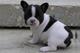 Regalo Bulldog Frances para adopcion2 - Foto 1