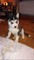 Regalo cachorro husky de navidad