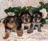 Regalo cachorros toy de yorkshire terrier mini para adopcion