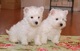 Regalo cachorros western highland terrier