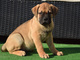 Regalo cautivador bullmastiff cachorros - Foto 1