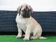 Regalo cautivador bullmastiff cachorros