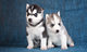 Regalo complaciente cachorros de husky siberiano