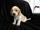 Regalo delicados cachorros beagle