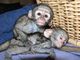 Regalo divertido monos capuchinos