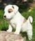 Regalo excelente jack russell cachorros