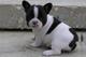 Regalo excelentes cachorros de bulldog frances de diferentes col