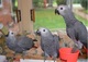 Regalo glamoroso loros grises africanos - Foto 1