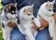 REGALO Husky Siberiano Para Su Adopcion - Foto 1