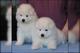 Regalo magnifico cachorros samoyedo