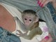 Regalo magnífico monos capuchinos