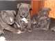 Regalo Pitbull cachorros para adopcion - Foto 1
