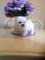 Regalo preciose cachorros bichon maltes mini toy gratis