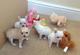 Regalo Preciosos cachorros de Chihuahua - Foto 1