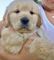 Registered Golden Retriever cachorros - Foto 1