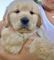 Registered golden retriever cachorros