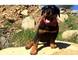 Rottweiler con padres con pedigree - Foto 1