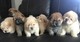 1 Blue-fawn y 1 Red Stunning Kc Chow Chow siguen - Foto 1