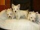 11 semanas de edad y west highland terrier cachorros