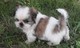 2 cachorros de Shih Tzu en venta - Foto 1