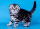 Adopción gratuita scottish fold gatitos escoceses////