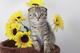Adopción gratuita scottish fold kittens casa levantada
