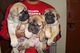 Adorables cachorros Bullmastiff disponibles - Foto 1