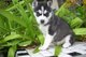 Adorables cachorros de husky siberiano disponibles