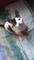 Autenticos gatitos de raza maine coon gran calidad - Foto 1