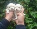 Bichon Mlates - Foto 1