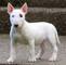 Bull Terrier cachorros - Foto 1