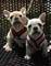 Bulldog frances cachorro macho para navidad