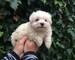 Cachorritos de Bichon maltés línea americana - Foto 1