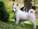 Cachorritos de husky siberiano diferentes colores