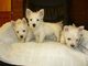 Cachorritos de westy blanco puros peluches - Foto 1